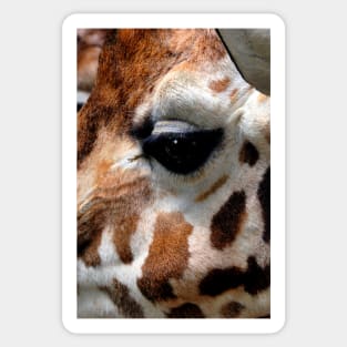 African Giraffe Amelopardalis Giraffa Sticker